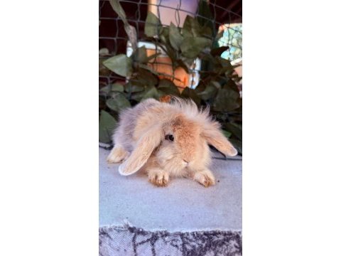 Orjınal hollanda teddy lop tavşanlar
