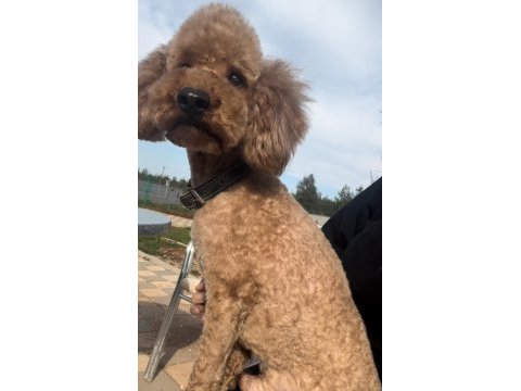 Yetişkin orjinal toy poodle erkek eğitimli