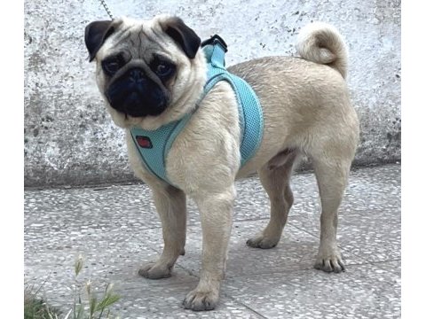 Genç erkek pug