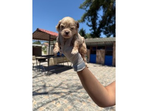 Maltipoo yavrularımız ruhsatlı çiftliğinden