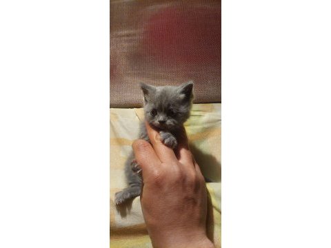 Sevimli british shorthair bebekler