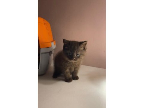 Çikolata mavi göz bebek