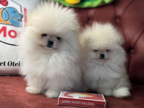 Ankaranın en elit teddy face suratlı pomeranian yavruları