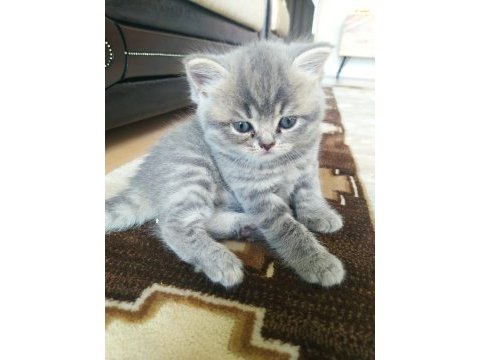 07.04.2023 doğumlu british shorthair yavrular