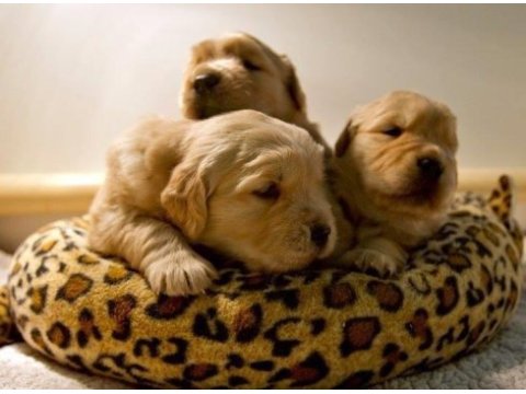Bebek yüzlü golden retriever yavrular