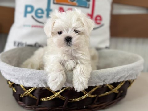 Tea cup kore kan maltese petmode den