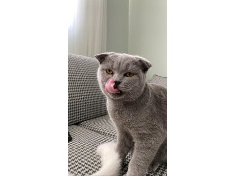 Ücretsiz sahiplendirilecek scottish fold