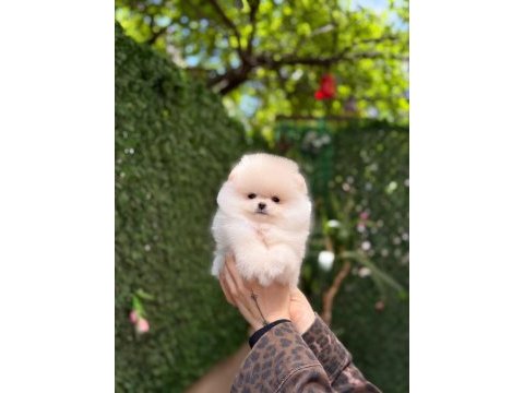Show kalite pomeranian boo yavrularımız