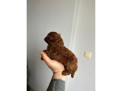 Kore kan red poodle