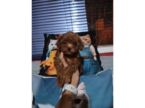 Toy poodle yavrularımız