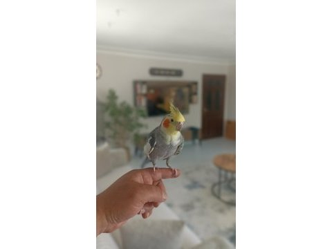 2 yaşında evcil konudan sultan papağanı