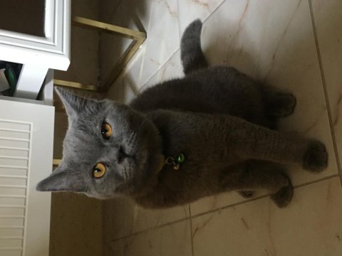 Kedimiz paşa turp gibi yanında tüm malzemeleri dahil