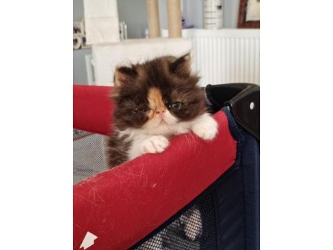 Exotic shorthair ve exotic longhair kedisi