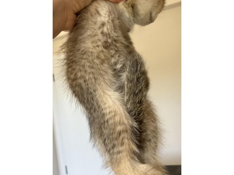 British shorthair leopar desenli yavrum
