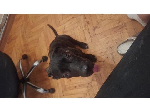 Ücretsiz yavru cane corso