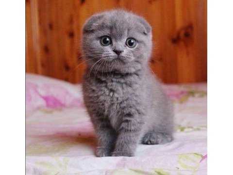 Scottish fold yavru