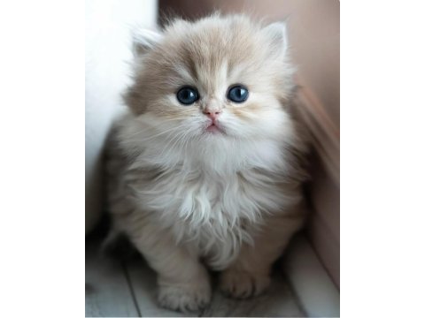 Pofuduk ay golden british longhair