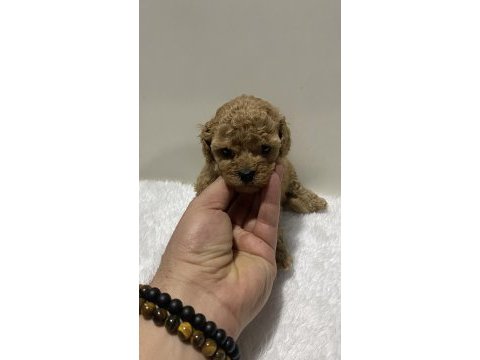 Sıfır numara toy poodle dişi