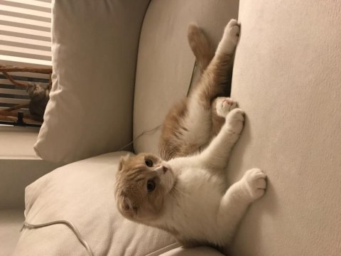 Pamuk kızımıza yuva arıyoruz scottish fold