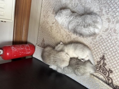 British shorthair silver
