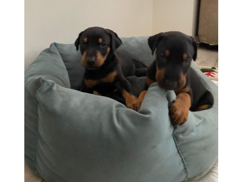 Doberman amerikan cinsi