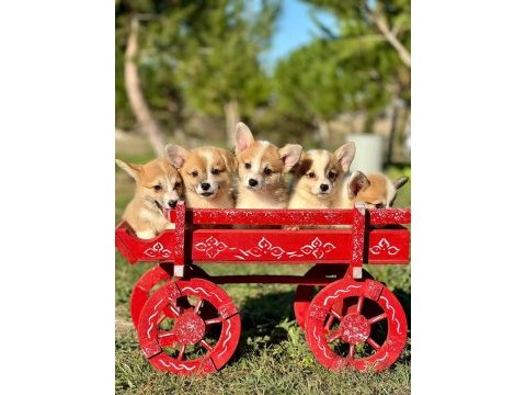 Corgi bebeklerimiz güzellikleri ile hayran bırakıyor