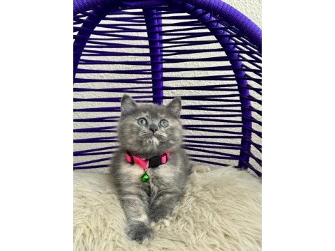 British shorthair yavrular