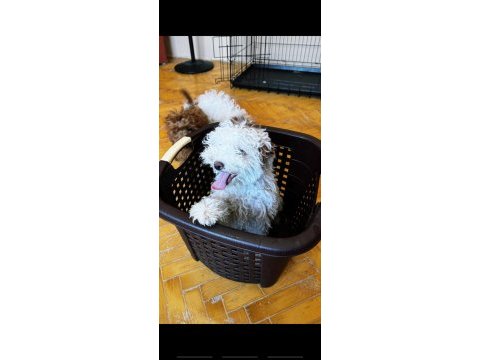 Toy poodle yavruma yuva arıyorum
