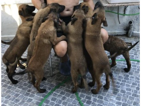 Safkan ırk garantili belçika kurdu