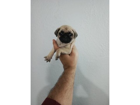 Pug mops yavrularımız teslime hazır