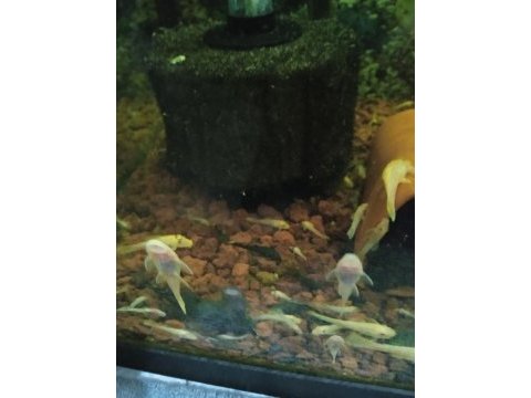 Albino cüce vatoz