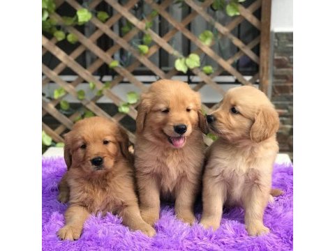 Golden retriever yavruları