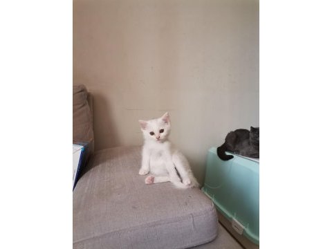 Ücretsiz sahiplendireceğim