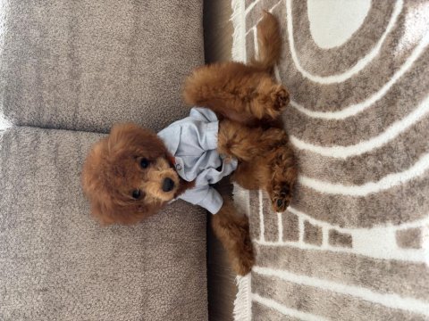 3 aylık toy poodle