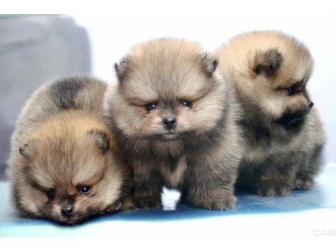 Pomeranian boo ayı surat
