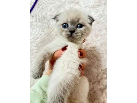 7 haftalık scottish fold yavrular yeni evine gitmeye hazır