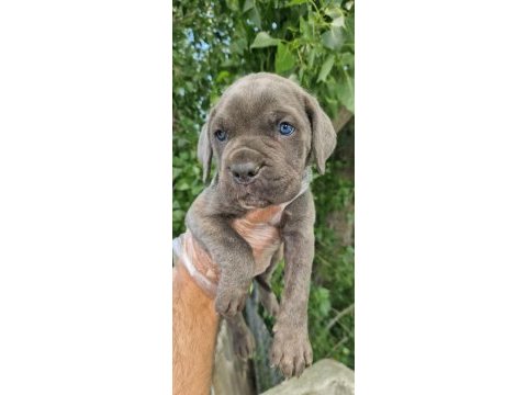 Irk ve sağlık garantili cane corso yavrular