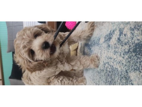 İzmir erkek maltipoo