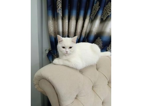 Yetişkin dişi kedimiz 1.5 puan