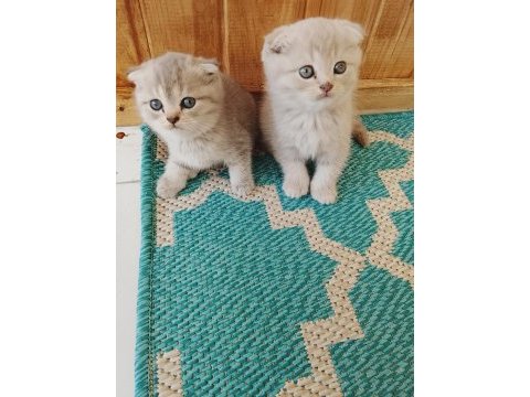 Scottish fold 40 günlük