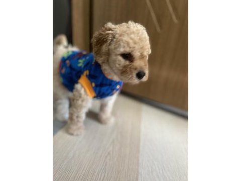 Maltipoo yavru köpeğimiz