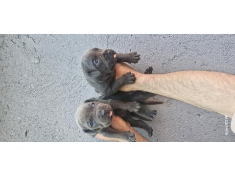 Cane corso köpeği