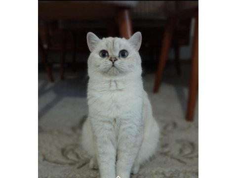 Dişi annelik garantili british shorthair