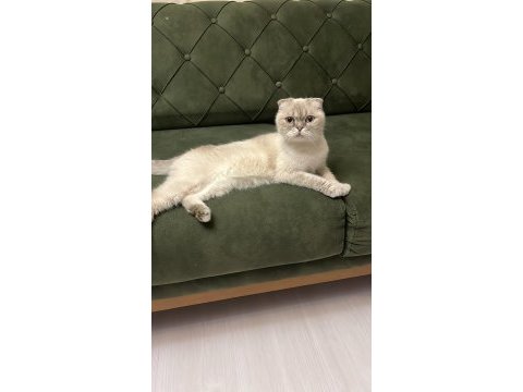 3 yaşında scottish fold dişi