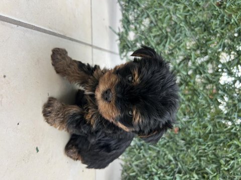 Bebek yorkie son kalan erkek yavru
