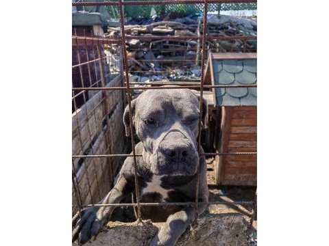 Cane corso blue dişi 2 yaşında hiç eş görmemiş