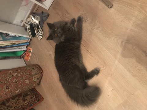 Ücretsiz british longhair kedimiz