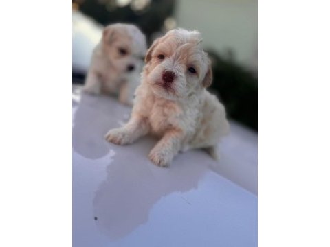 Orijinal maltese 0 boy yavrularımız