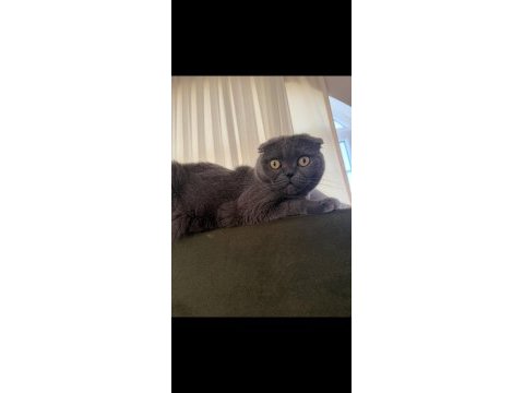 Scottish fold alanya içi sadece