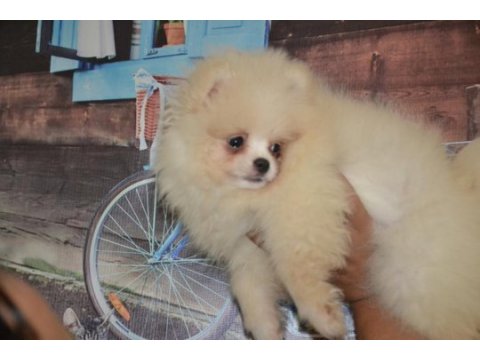 Pomeranian boo antalya dişi